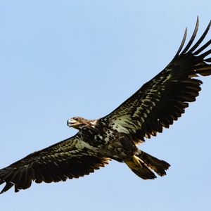 Preview wallpaper eagle, bird, wings, sky, flight, wild