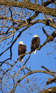 Preview wallpaper eagle, birds, branches