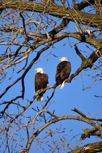 Preview wallpaper eagle, birds, branches