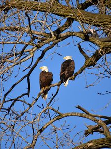 Preview wallpaper eagle, birds, branches