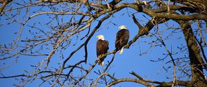 Preview wallpaper eagle, birds, branches