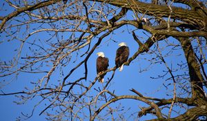 Preview wallpaper eagle, birds, branches