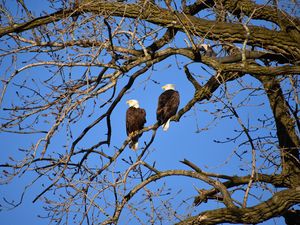 Preview wallpaper eagle, birds, branches