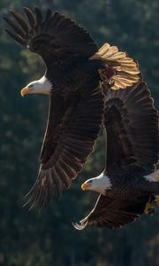 Preview wallpaper eagle, birds, predator, wings, flight