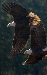 Preview wallpaper eagle, birds, predator, wings, flight