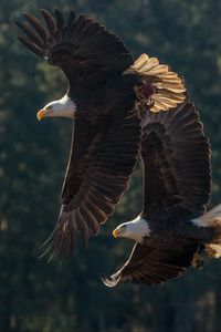 Preview wallpaper eagle, birds, predator, wings, flight