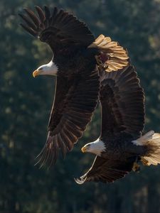 Preview wallpaper eagle, birds, predator, wings, flight