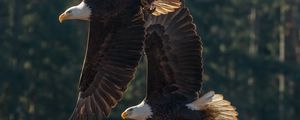 Preview wallpaper eagle, birds, predator, wings, flight