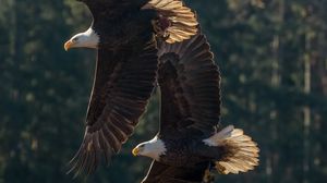 Preview wallpaper eagle, birds, predator, wings, flight