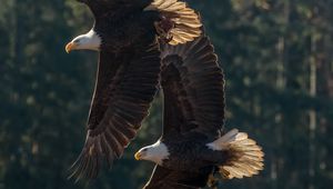 Preview wallpaper eagle, birds, predator, wings, flight