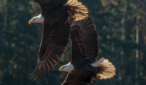 Preview wallpaper eagle, birds, predator, wings, flight