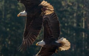 Preview wallpaper eagle, birds, predator, wings, flight