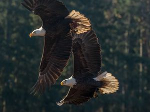 Preview wallpaper eagle, birds, predator, wings, flight