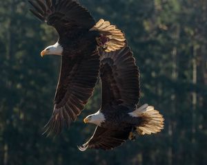Preview wallpaper eagle, birds, predator, wings, flight
