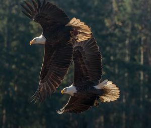 Preview wallpaper eagle, birds, predator, wings, flight