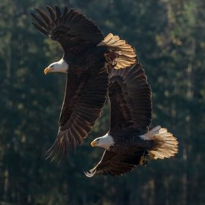 Preview wallpaper eagle, birds, predator, wings, flight