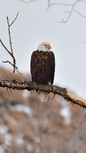 Preview wallpaper eagle, birds, predator, branch