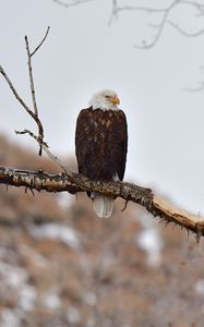 Preview wallpaper eagle, birds, predator, branch