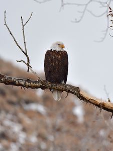 Preview wallpaper eagle, birds, predator, branch