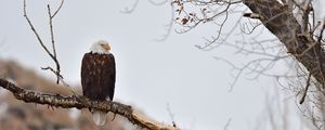 Preview wallpaper eagle, birds, predator, branch