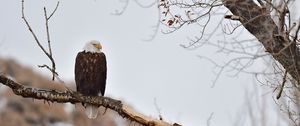 Preview wallpaper eagle, birds, predator, branch