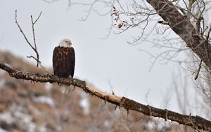 Preview wallpaper eagle, birds, predator, branch