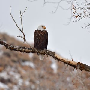 Preview wallpaper eagle, birds, predator, branch