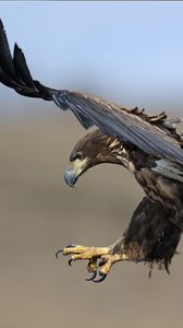 Preview wallpaper eagle, birds, predators, fly, swing