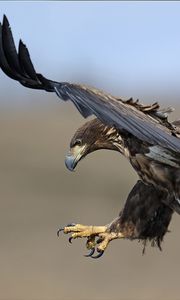 Preview wallpaper eagle, birds, predators, fly, swing