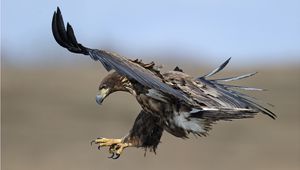 Preview wallpaper eagle, birds, predators, fly, swing