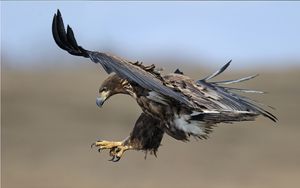 Preview wallpaper eagle, birds, predators, fly, swing
