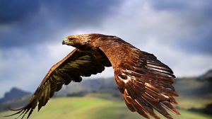 Preview wallpaper eagle, birds, predators, flight, wings, flap