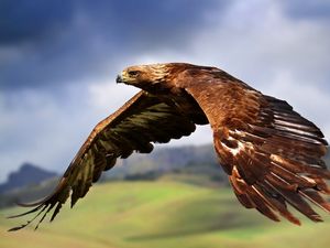 Preview wallpaper eagle, birds, predators, flight, wings, flap