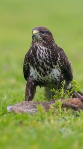 Preview wallpaper eagle, birds, predators, grass, sit