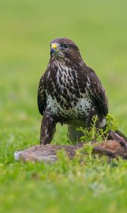 Preview wallpaper eagle, birds, predators, grass, sit