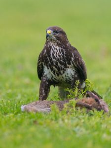 Preview wallpaper eagle, birds, predators, grass, sit