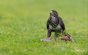 Preview wallpaper eagle, birds, predators, grass, sit