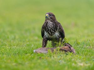 Preview wallpaper eagle, birds, predators, grass, sit