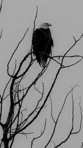 Preview wallpaper eagle, bw, bird, predator, branches