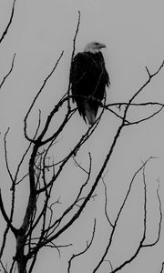 Preview wallpaper eagle, bw, bird, predator, branches