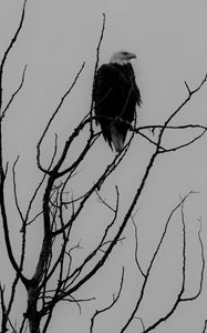 Preview wallpaper eagle, bw, bird, predator, branches