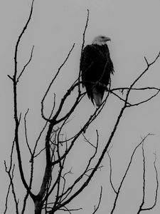 Preview wallpaper eagle, bw, bird, predator, branches