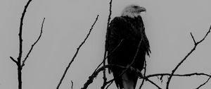 Preview wallpaper eagle, bw, bird, predator, branches