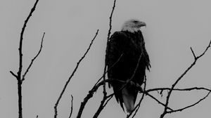 Preview wallpaper eagle, bw, bird, predator, branches