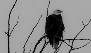 Preview wallpaper eagle, bw, bird, predator, branches