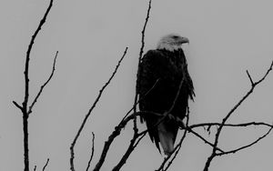 Preview wallpaper eagle, bw, bird, predator, branches