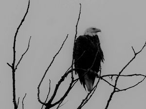 Preview wallpaper eagle, bw, bird, predator, branches