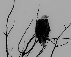 Preview wallpaper eagle, bw, bird, predator, branches