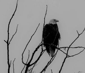 Preview wallpaper eagle, bw, bird, predator, branches