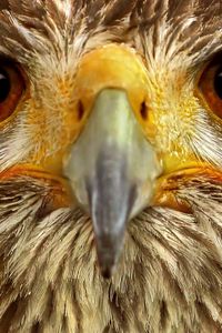 Preview wallpaper eagle, eye, bird